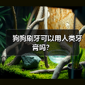 狗狗刷牙可以用人类牙膏吗？（图4）