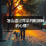怎么通过耳朵判断猫咪的心情？（图3）