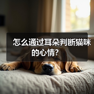 怎么通过耳朵判断猫咪的心情？（图1）