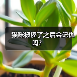 猫咪被揍了之后会记仇吗？（图3）