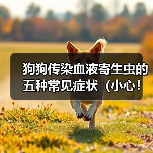 狗狗传染血液寄生虫的五种常见症状（小心！你的宠物可能感染了这些寄生虫）（图3）