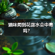猫咪闻到花露水会中毒吗？（图4）