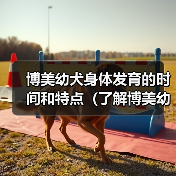 博美幼犬身体发育的时间和特点（了解博美幼犬身体成长的关键因素及时间节点）（图1）