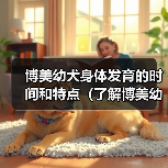 博美幼犬身体发育的时间和特点（了解博美幼犬身体成长的关键因素及时间节点）（图2）