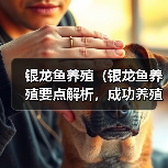 银龙鱼养殖（银龙鱼养殖要点解析，成功养殖的关键技巧）（图2）