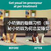 小奶猫的睡眠习惯（揭秘小奶猫为何总爱睡觉）（图1）