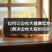 如何让边牧犬健康增重（解决边牧太瘦的问题，提供适合增重的饮食和方法）（图2）