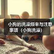小狗的洗澡频率与注意事项（小狗洗澡）（图3）