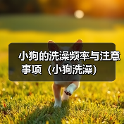 小狗的洗澡频率与注意事项（小狗洗澡）（图2）