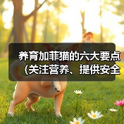 养育加菲猫的六大要点（关注营养、提供安全、给予关爱，打造幸福加菲猫生活）（图4）