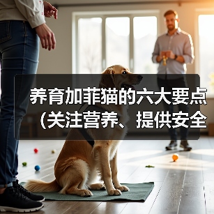 养育加菲猫的六大要点（关注营养、提供安全、给予关爱，打造幸福加菲猫生活）（图1）