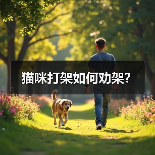 猫咪打架如何劝架？（图4）