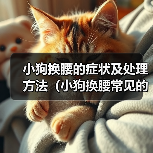 小狗换腰的症状及处理方法（小狗换腰常见的症状及如何帮助他们）（图1）
