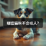 哪些猫咪不会咬人？