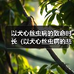 以犬心丝虫病的致命时长（以犬心丝虫病的悲剧）（图4）