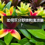 如何区分野猫和流浪猫？（图4）