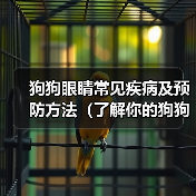 狗狗眼睛常见疾病及预防方法（了解你的狗狗眼睛的常见问题，提前预防疾病！）（图3）
