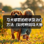 马犬感冒的症状及治疗方法（如何辨别马犬是否感冒？有效的治疗方法分享）