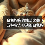 白色狗狗的纯洁之美（五种令人心动的白色狗狗及其独特魅力）（图1）