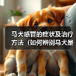 马犬感冒的症状及治疗方法（如何辨别马犬是否感冒？有效的治疗方法分享）（图2）