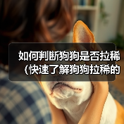 如何判断狗狗是否拉稀（快速了解狗狗拉稀的主要特征和处理方法）（图1）