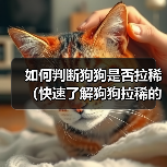 如何判断狗狗是否拉稀（快速了解狗狗拉稀的主要特征和处理方法）（图4）