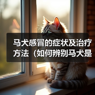 马犬感冒的症状及治疗方法（如何辨别马犬是否感冒？有效的治疗方法分享）（图3）