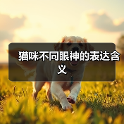 猫咪不同眼神的表达含义（图1）