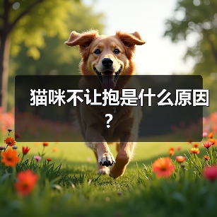 猫咪不让抱是什么原因?（图3）