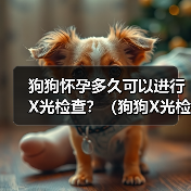 狗狗怀孕多久可以进行X光检查？（狗狗X光检查的安全性及适合时机分析）（图1）