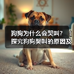 狗狗为什么会哭叫？（探究狗狗哭叫的原因及应对方法）（图3）