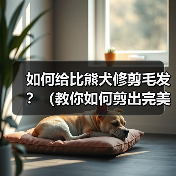 如何给比熊犬修剪毛发？（教你如何剪出完美比熊造型）（图3）