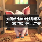 如何给比熊犬修剪毛发？（教你如何剪出完美比熊造型）（图4）
