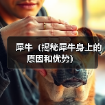 犀牛（揭秘犀牛身上的原因和优势）（图3）