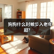狗狗什么时候步入老年期?（图3）