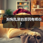 狗狗乱尿的原因有哪些？（图2）