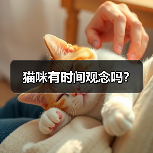 猫咪有时间观念吗？（图2）