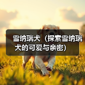 雪纳瑞犬（探索雪纳瑞犬的可爱与亲密）（图4）
