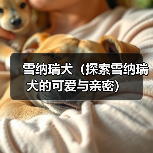 雪纳瑞犬（探索雪纳瑞犬的可爱与亲密）（图2）