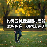 狗界四种最温顺可爱的宠物狗狗（拥抱友善无攻击，快乐共同生活）（图3）