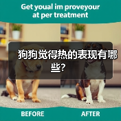 狗狗觉得热的表现有哪些？（图2）