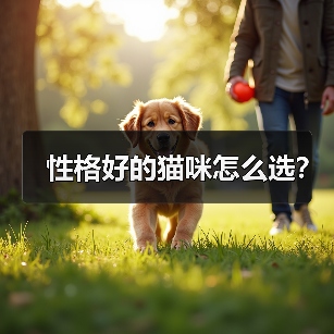 性格好的猫咪怎么选？（图4）