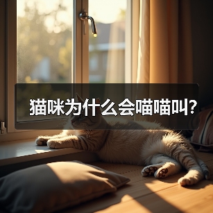 猫咪为什么会喵喵叫？（图2）