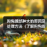 狗狗腹部肿大的原因及处理方法（了解狗狗腹部肿大的原因，及时采取正确的处理方法）