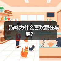 猫咪为什么喜欢藏在车底？（图2）