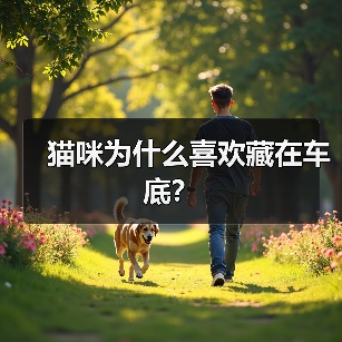 猫咪为什么喜欢藏在车底？（图4）