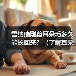 雪纳瑞刚剪耳朵毛多久能长回来？（了解耳朵毛生长周期，让你的雪纳瑞宠物更迷人）（图3）