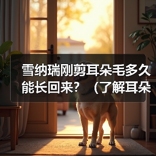 雪纳瑞刚剪耳朵毛多久能长回来？（了解耳朵毛生长周期，让你的雪纳瑞宠物更迷人）（图4）