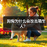 狗狗为什么会攻击陌生人？（图3）
