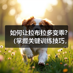 如何让拉布拉多变乖？（掌握关键训练技巧，提升拉布拉多的性和听从性）（图2）